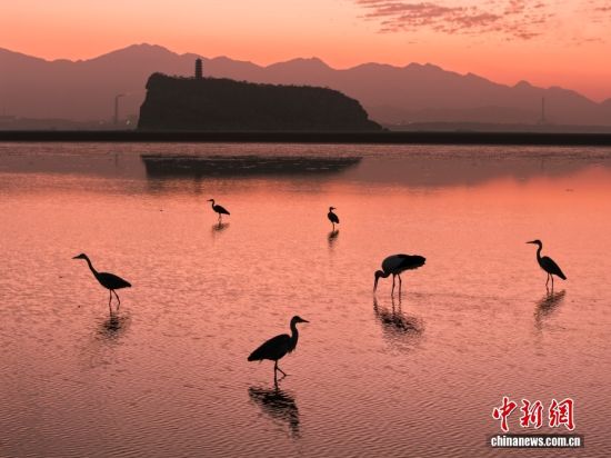 江西鄱陽湖鞋山水域迎候鳥遷徙高峰